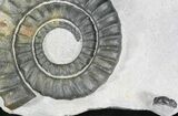 Anetoceras Ammonite With Trilobite Head #23868-1